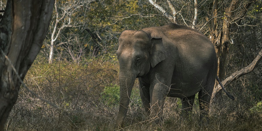 An image showing an elephant in bush - discover best time to visit for a jungle safari