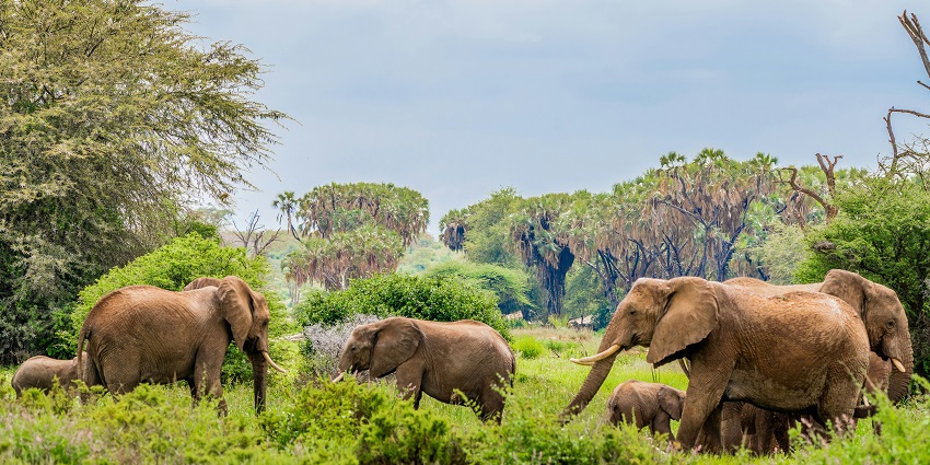 The best time to visit Rajaji National Park in Dehradun is between November and March