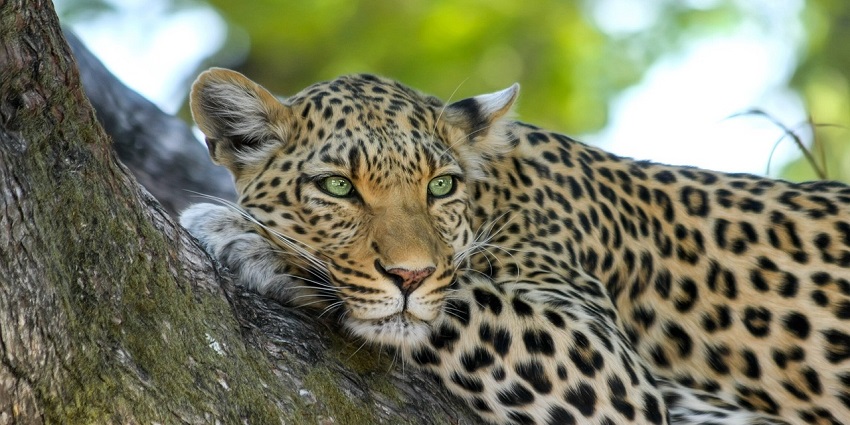 Image of a leopard during a best jungle safari tours in Goa at Bhagwan Mahavir Sanctuary