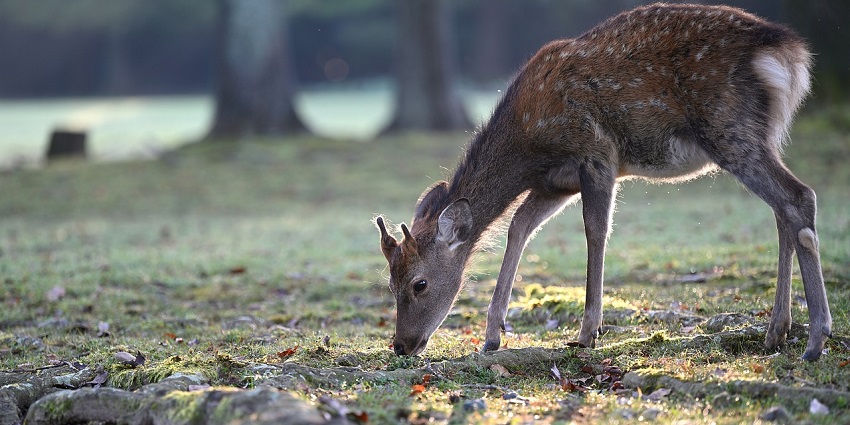 Venture into the wild at Bhagwan Mahavir Wildlife Sanctuary, Goa’s largest sanctuary.