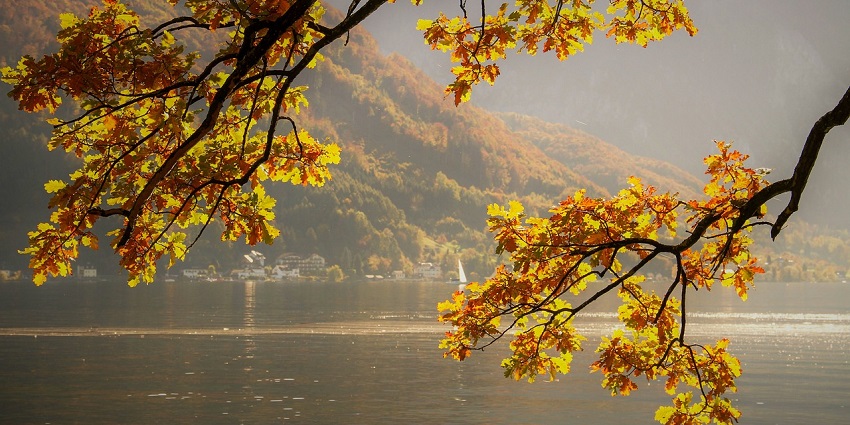 Autumn leaves floating on one of the lakes in Mandi, capturing the essence of fall with warm earthy hues.