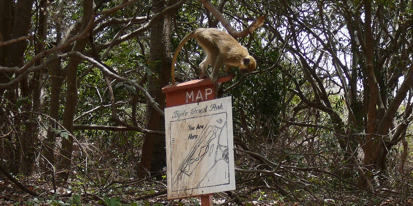 One monkey is playing on the Bijilo Forest Park map while other sits on the ground.