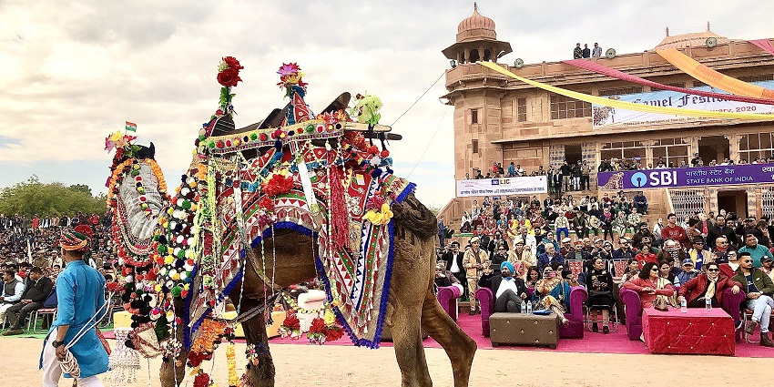 An image of camels beautifully decorated during the time of the Bikaner Camel Festival.