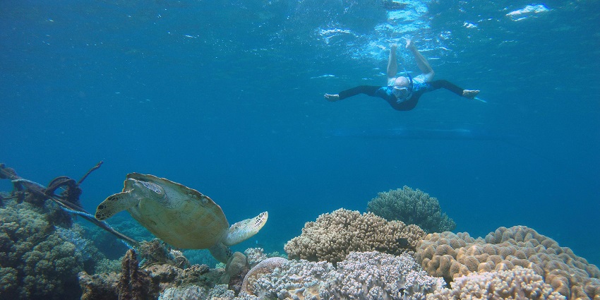 An image of the Biorock Reef, one of the places for snorkelling in Gili Trawangan.