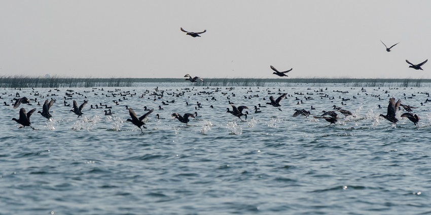 A group of coots swimming in the water at Nalabana Bird Sanctuary.