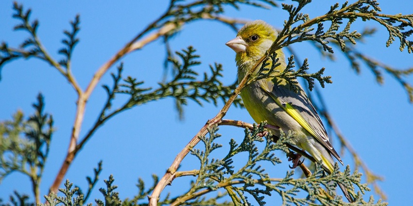 Beautiful image of a song bird sitting in the branch of a beautiful tree in hills of Bhutan