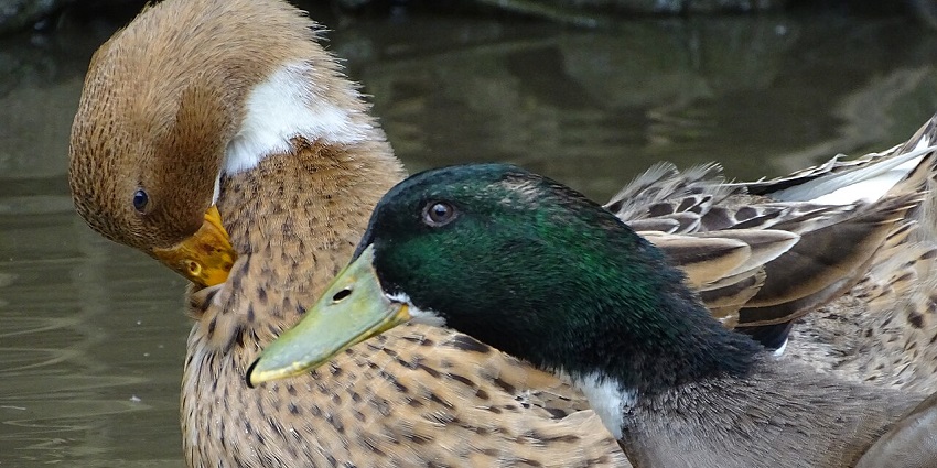 A colorful duck with vibrant blue and orange feathers perched overlooking the water