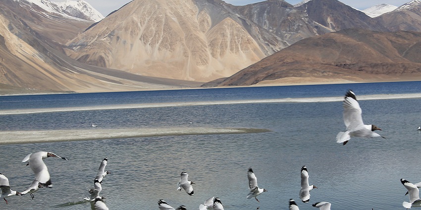 Brown-headed gull birds flying over the Pangong Tso lake and visible sandy mountains