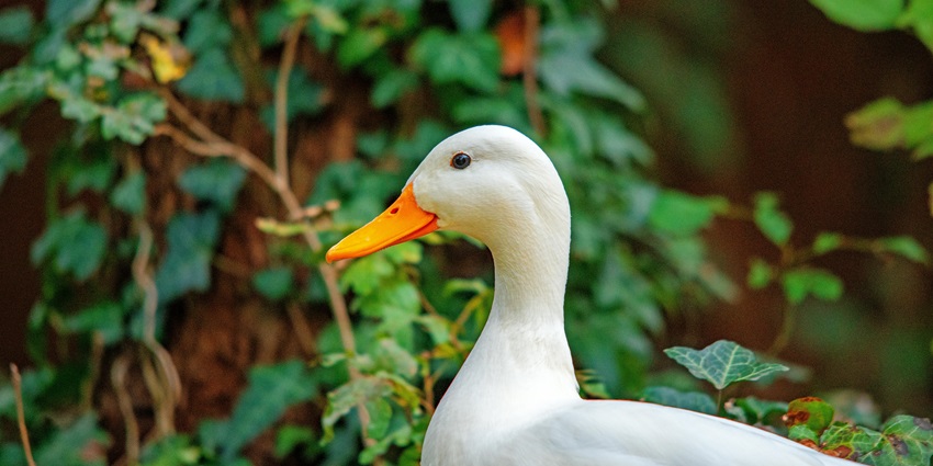 A white duck spotted at a Bird’s Research Centre, a place to visit in Hambantota.