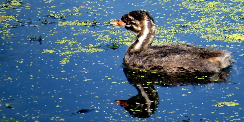 An image of a rare species near Manasbal Lake which is a paradise for bird watchers.