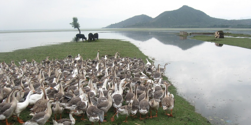 An image of migratory birds resting on the shores of Wular Lake during the winter season