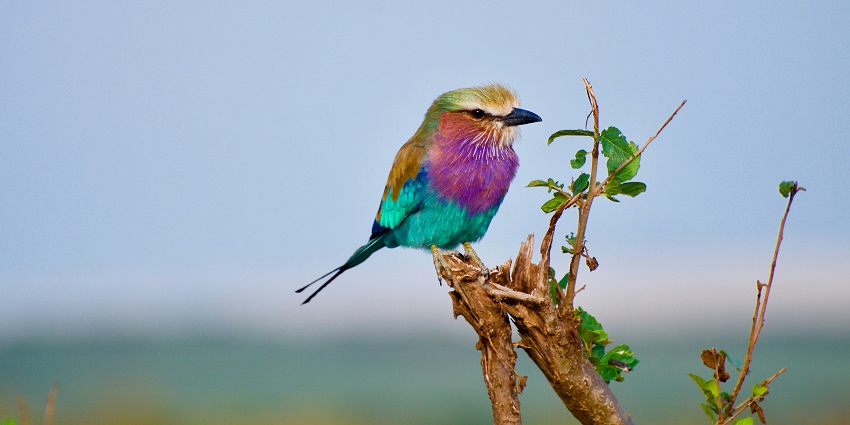 A glimpse of a colourful bird sitting on a branch of a tree in the region of Kerala.