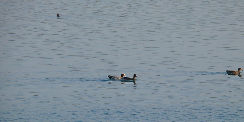 Several Eurasian wigeons floating against the calm waters of the blue-coloured lake