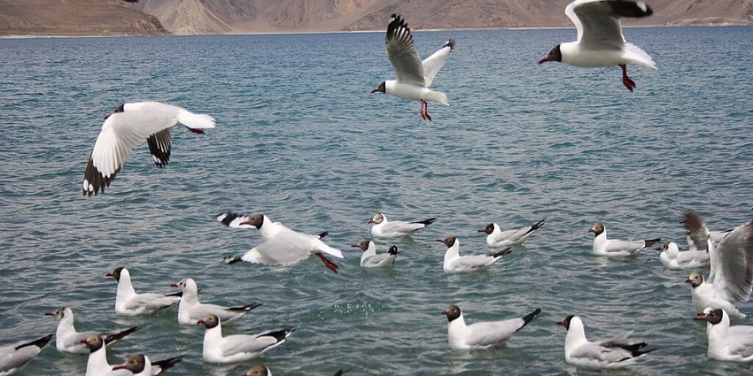 An image of numerous birds around Pangong Lake in winter
