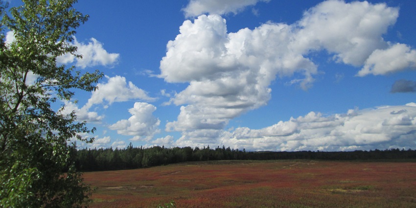 Blueberry is among the best heart-shaped islands with dense forests, surrounded by waters
