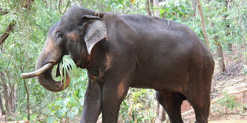Explore wildlife trails and enjoy serenity at Bondla Wildlife Sanctuary near Goa National Park.