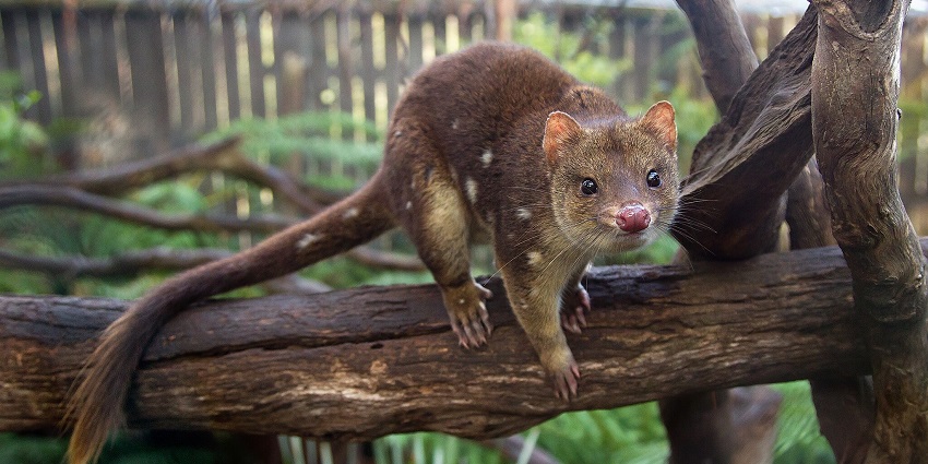 Image of a spotted-tailed quoll, Dasyurus maculatus on a tree branch.