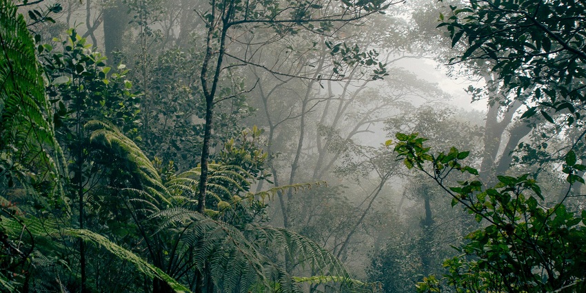 Borneo’s forest trekking adventures reveal orangutans, dense jungles, and rare wild wonders.