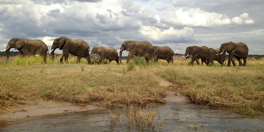 Botswana is great for spotting elephants, lions, and cheetahs in the Moremi Game Reserve.