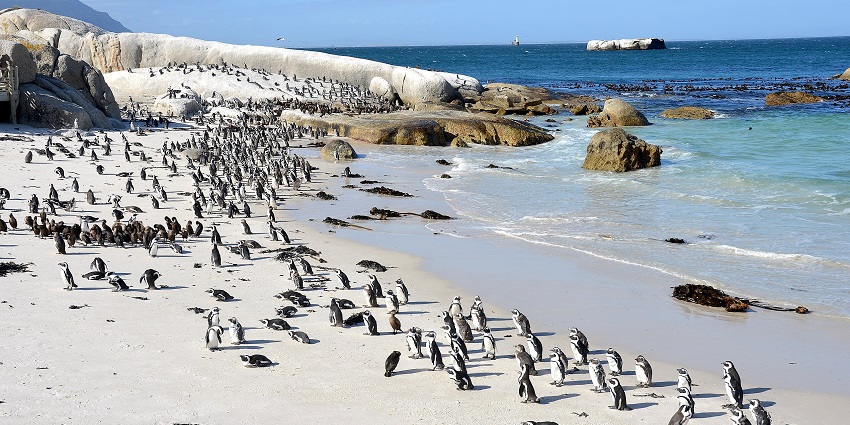 African penguins on a sandy beach with big rocks and clear blue water at Boulders Beach.