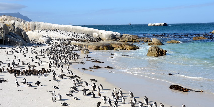 A beautiful sandy beach with large boulders and African penguins walking along the shore.