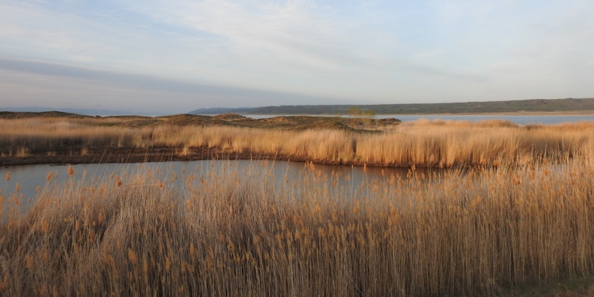 An image of a marshy estuary with calm waters and lush vegetation, showcasing a landscape.
