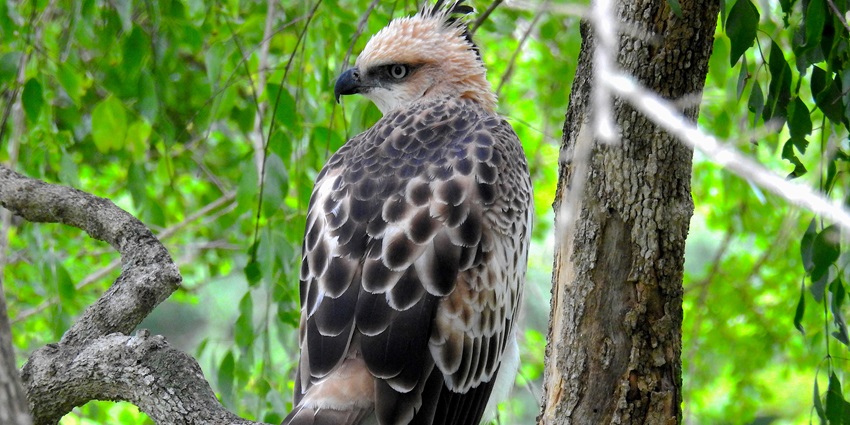 A crested hawk eagle spotted sitting on a high tree branch in Bundala National Park.