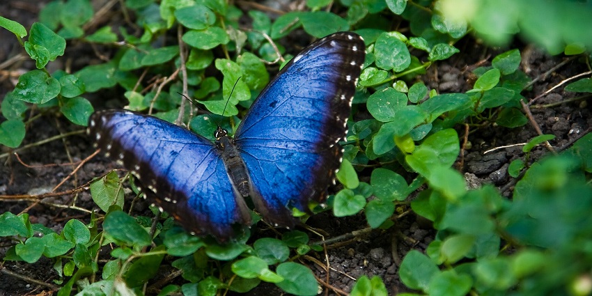 A butterfly at the Butterfly Pavilion located in Colorado which is one of the top places to visit