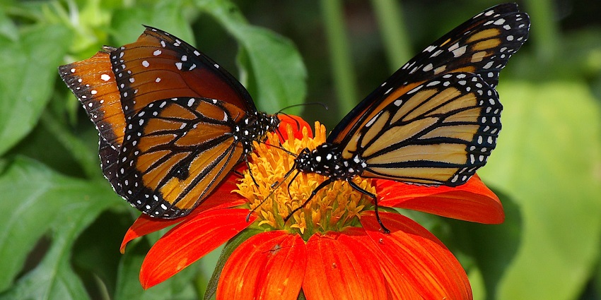 A beautiful view of butterflies and flowers at one of the famous butterfly museum