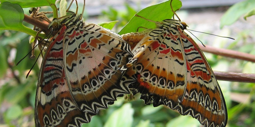 A view of one of the display of butterfly species at the world famous butterfly museum