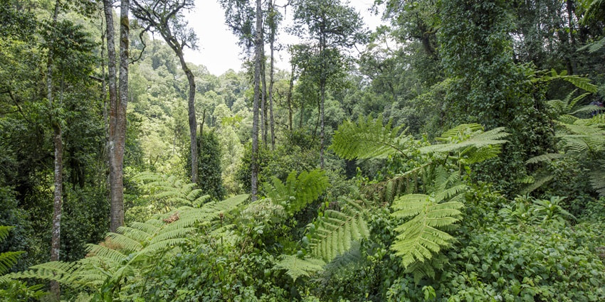 A dense rainforest sanctuary, renowned for its mountain gorillas and diverse bird species.