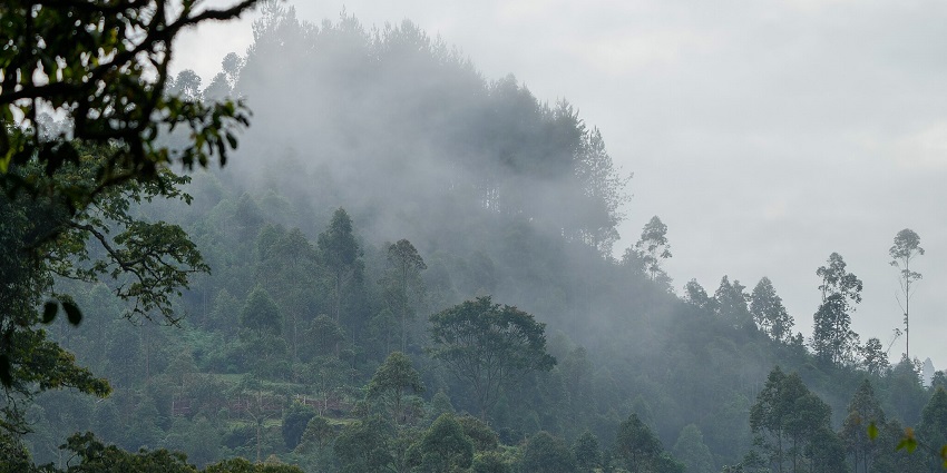 Bwindi’s dense forests offer an unforgettable forest trekking experience with gorillas