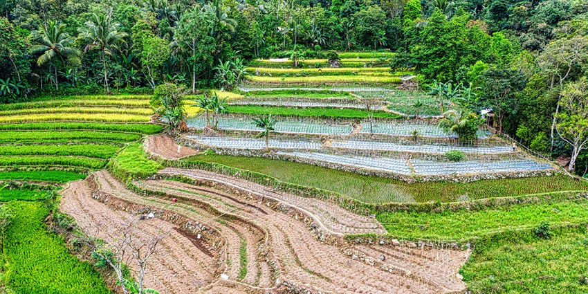 Scenic Campuhan Ridge Walk with lush greenery, golden sunrises, sweeping valleys