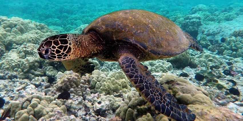 Visit Chagar Hutang Turtle Sanctuary and see turtles in their natural habitat