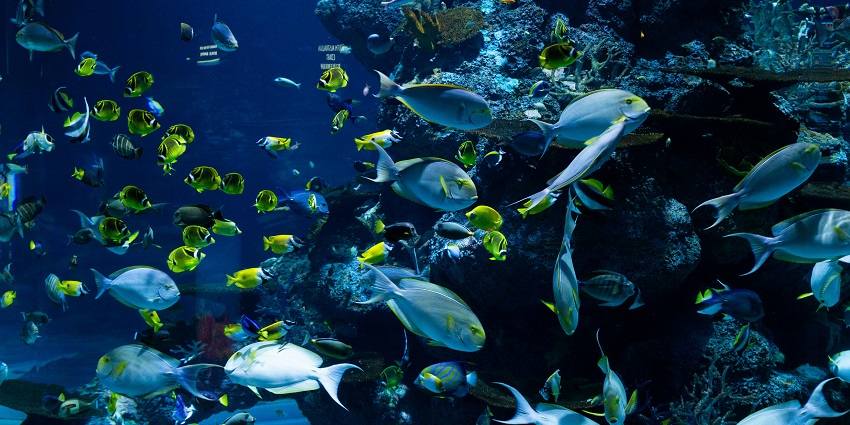 Underwater view of a reef, showing various large blue fish and small yellow fish