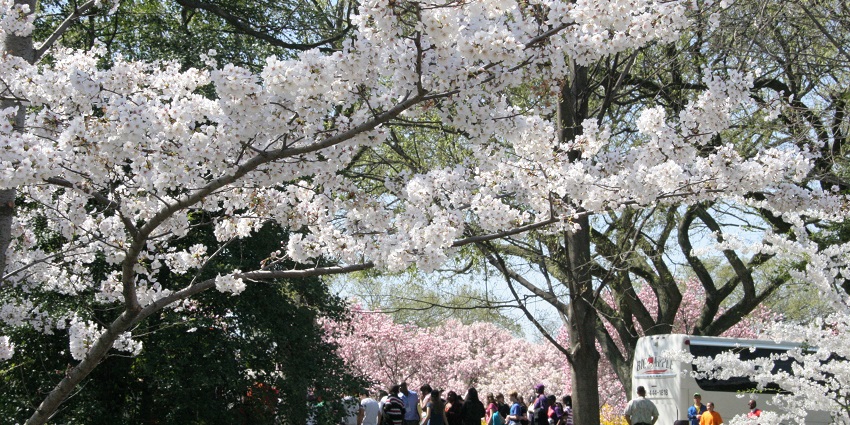 A beautiful view of the cherry blossom trees all over during the festival in March.