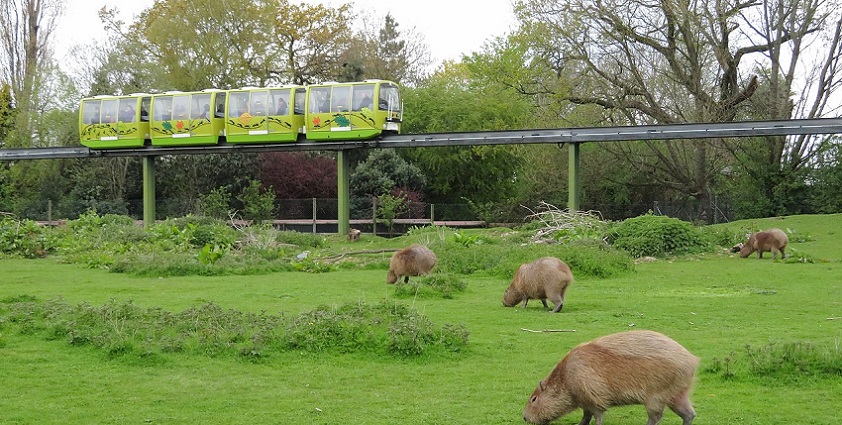 Capybara, the largest living rodent, is the main attraction at Chester Zoo, UK.