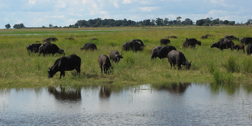 An image of Chobe National Park, Botswana, featuring a herd of African buffaloes grazing