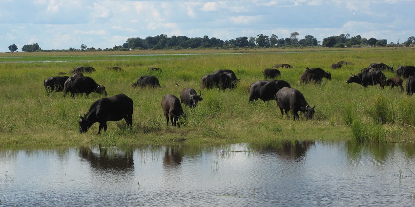 African buffalos grazing in Chobe National Park, Botswana, one of the best places to visit Africa in September