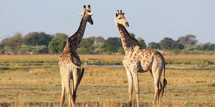 Giraffes standing in the Chobe National Park, a popular spot to explore from June onwards.