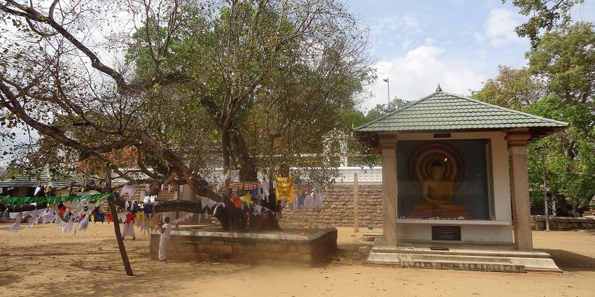 The visuals of the revered Jaya Sri Maha Bodhi - Circumambulate Around The Tree