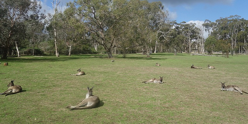 Image of kangaroos at Cleland Wildlife Park, one of the places to visit in Adelaide Hills.