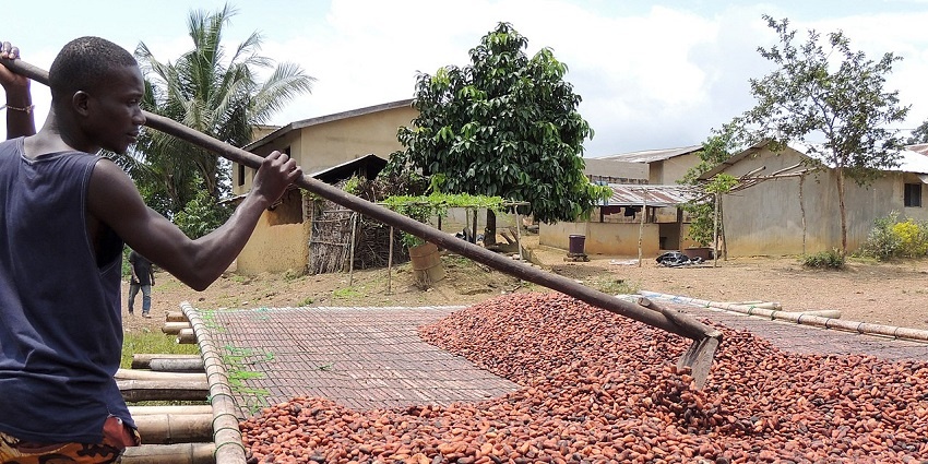 Learn about cocoa farming and locally made Balinese chocolate near Angseri Hot Spring.