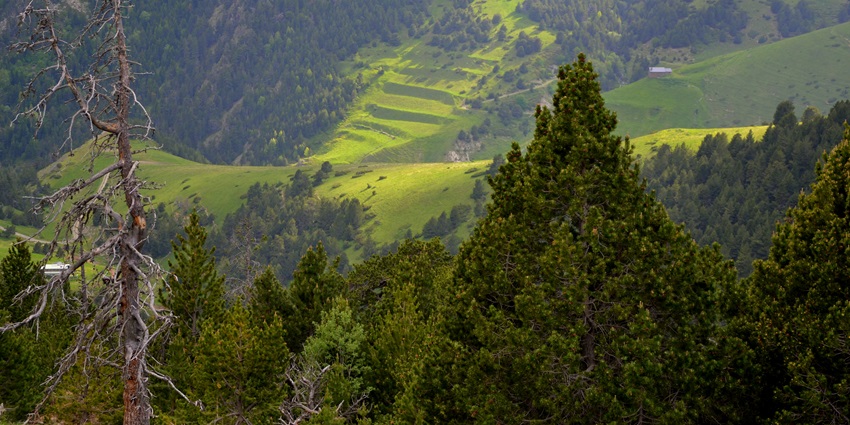 Hills and mountains covered in greenery with farms surrounded by tall green trees