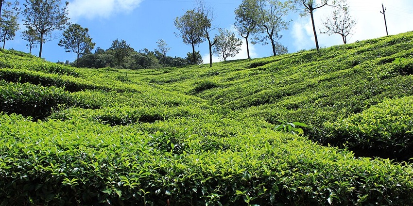 An image of tea plantations in Coonoor, one of the best tourist destinations.
