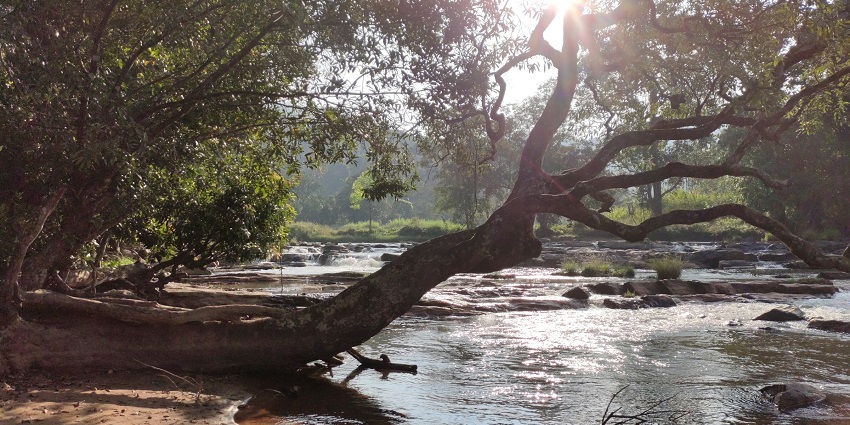 An image of a trekking trail in Coorg, Karnataka, one of the ideal sites for camping in India.