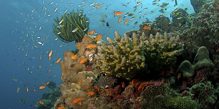 Exquisite Island is known for its water sports, coral reefs and snorkelling in Bangkok.