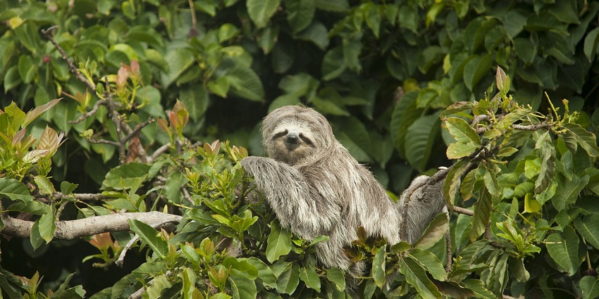 An image showing a sloth in Cotigao Wildlife Sanctuary during a safari experience
