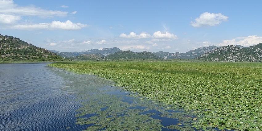 The scenic boat ride showcasing Montenegro's largest freshwater lake and wildlife.