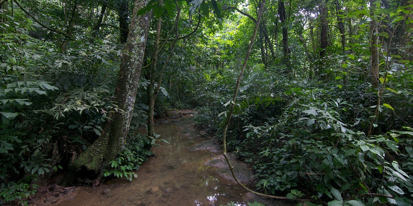 A lush green jungle in Cuc Phuong National Park, one of the most beautiful places for a Ninh Binh trip.
